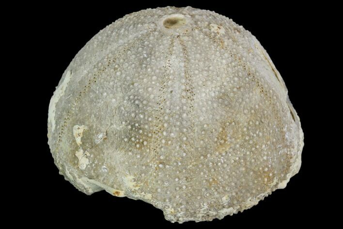 Fossil Sea Urchin (Psephecinus) - Morocco #104529